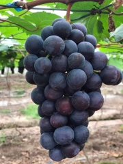 Nho hạ đen không hạt 1kg