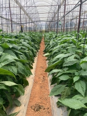 DỊCH TRÙN QUẾ CÔ ĐẶC