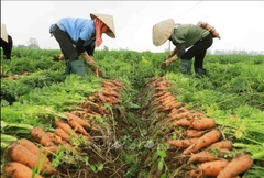 DỊCH TRÙN QUẾ CÔ ĐẶC