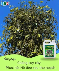 ĐẠM CÁ CÔ ĐẶC SBC bs Humic - Rong biển 5L