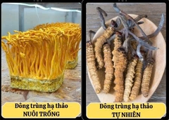 Đông trùng hạ thảo nuôi trồng Cordyceps militaris có thực sự tốt không?