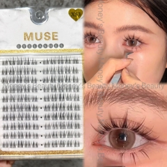 (Mi Dưới) Lông Mi Giả , Mi Chùm . Mi Gân Trong Muse