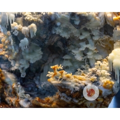 Ngọc Sơn Kỳ Thạch