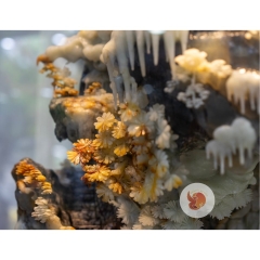 Ngọc Sơn Kỳ Thạch