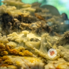 Ngọc Sơn Kỳ Thạch