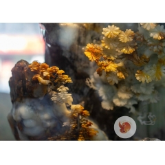 Ngọc Sơn Kỳ Thạch