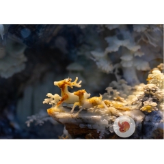 Ngọc Sơn Kỳ Thạch