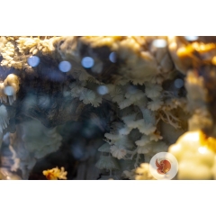 Ngọc Sơn Kỳ Thạch