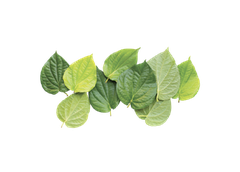 Tinh dầu Trầu không