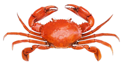 CRAB/ OCEAN CRAB FLAVOR