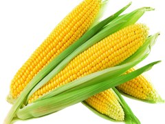 BABY CORN FLAVOR
