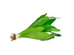 CORIANDER LONG LEAF