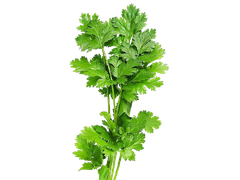 CORIANDER LEAF FLAVOR