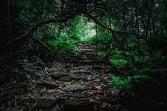 TOUR 3 - Vườn quốc gia Tam Đảo– Khu rừng sinh thái