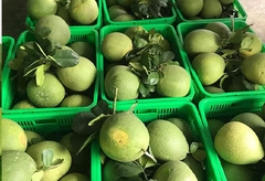 Bưởi da xanh bến tre