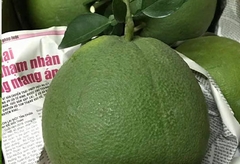 Bưởi da xanh bến tre