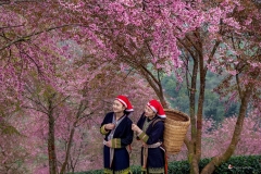 TOUR DU LỊCH HÀ NỘI - SAPA 2N2Đ BAMBOO HOTEL 4*