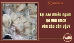 Tại sao nhiều người lại yêu thích yến sào đến vậy?