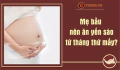 Mẹ bầu nên ăn yến sào từ tháng thứ mấy?