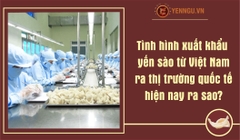 Tình hình xuất khẩu yến sào từ Việt Nam ra thị trường quốc tế hiện nay ra sao?