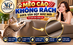 Mèo cào không rách, sofa vẫn đẹp như mới nhờ da SCX từ giả da Vân Hà