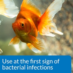 LoveFish - Fin and Body Cure - Trị chảy nhớt, đục mắt, mục vây, xuất huyết, lỡ loét, khuẩn mang, nội tạng, xù vảy, sình bùng, nấm