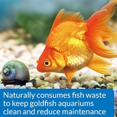 LoveFish - Goldfish Cleaner Protect - Vi sinh dị dưỡng, Ezyme & khử độc clo, cloramin, NH3, kim loại nặng mạnh nhất