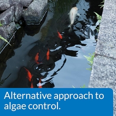 Lovefish - Microbial Algae Clean - Vi sinh kỵ khí tùy nghi diệt tảo, phân hủy hữu cơ và NO3
