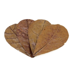Seachem- Catappa Leaves Md - Lá hạnh nhân Ấn Độ szize lớn (16-17 cm)