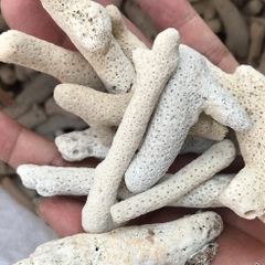 SAN HÔ LỌC NƯỚC HỒ CÁ 500gr