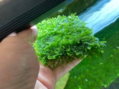 Rêu minitaiwan vỉ 10x10cm, trang trí thủy sinh
