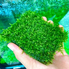 Rêu minitaiwan vỉ 10x10cm, trang trí thủy sinh