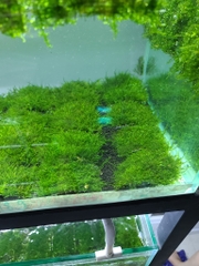 Rêu minitaiwan vỉ 10x10cm, trang trí thủy sinh