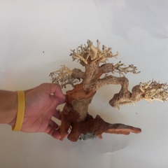 Cây Gỗ Lũa Bonsai Phần Tán Cây Xương Dùng Để Cấy Rêu | Size nhỏ, vừa, to