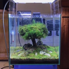 Lũa Bonsai Dáng Huyền Ghép Tán Lá Nhựa | Size Nhỏ ; Vừa ; To ; Đại