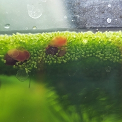Bèo Phấn – Bèo Trứng Cá (Wolffia) – Thức Ăn Bổ Sung Protein Nguồn Gốc Thực Vật Hồ Cá Cảnh 100gram