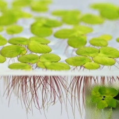 Bèo Tấm (Duckweed) Trang Trí, Xử Lý Nước,Thức Ăn Thủy Sinh 200gram