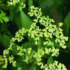 Bèo Tấm (Duckweed) Trang Trí, Xử Lý Nước,Thức Ăn Thủy Sinh 200gram