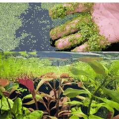 Bèo Tấm (Duckweed) Trang Trí, Xử Lý Nước,Thức Ăn Thủy Sinh 200gram