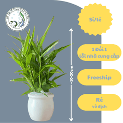 Tre Thủy Sinh – Trang Trí Hồ Cá, Bể Thủy Sinh
