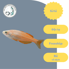 Cá Cầu Vồng Rainbowfish Kurumoi size 6-7cm