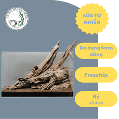 Lũa Gỗ Rừng Dáng Tự Nhiên - Trang Trí Hồ Cá Thiết Kế Layout cho Hồ Thủy Sinh