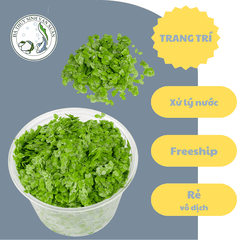 Bèo Tấm (Duckweed) Trang Trí, Xử Lý Nước,Thức Ăn Thủy Sinh 200gram