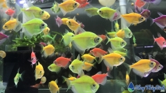 Cá Cánh Buồm Dạ Quang Mix Màu [5k/1con]
