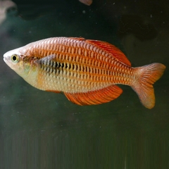 Cá Cầu Vồng Rainbowfish Kurumoi size 6-7cm