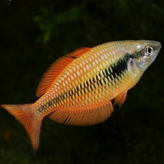 Cá Cầu Vồng Rainbowfish Kurumoi size 6-7cm