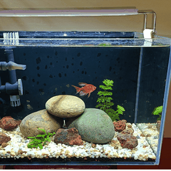 Đá Cuội | Size Nhỏ, Vừa, To, Đại