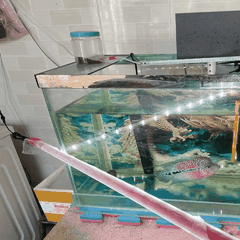 Đèn Led T8-52cm Red Arowana Cho Cá Rồng, Cá Lóc, Cá Vàng... Đỏ Cá Không Đỏ Nước
