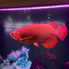 Đèn Led T8-52cm Red Arowana Cho Cá Rồng, Cá Lóc, Cá Vàng... Đỏ Cá Không Đỏ Nước