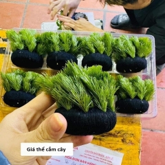 Giá Thể Tròn Quấn Len Trồng Cây Thủy Sinh – Dành Cho Cây Cắt Cắm Đường Kính 7cm